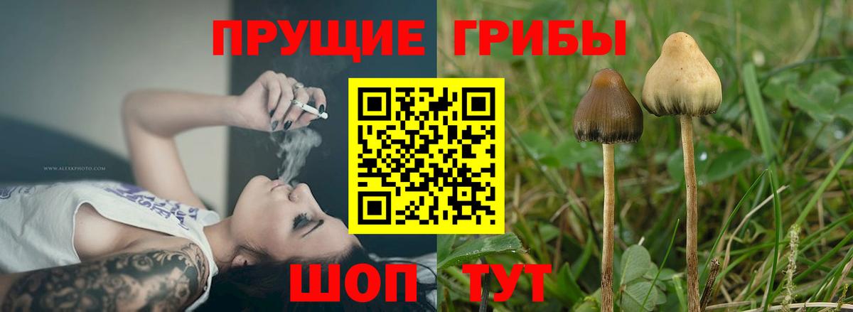 Камень-на-Оби  Псилоцибиновые грибы Psilocybine cubensis  Вход с VPN 
